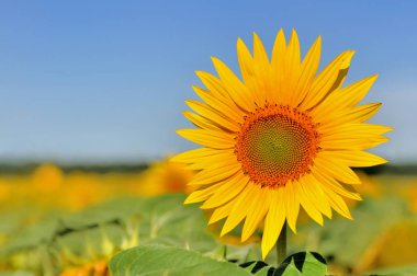 Mavi gökyüzü üzerinde güzel ayçiçeği