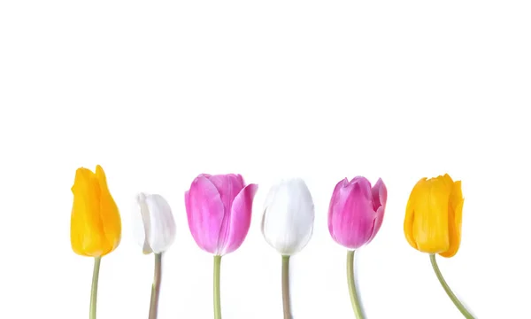Kolorowe i piękne tulipany, stojąc na macierzystych — Zdjęcie stockowe