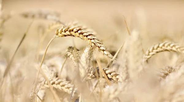 熟した小麦を閉じる — ストック写真