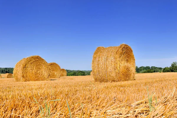 Bale of hay in a field — Stock Photo, Image