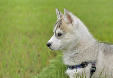 üzerinde şirin köpek yavrusu husky kapatın