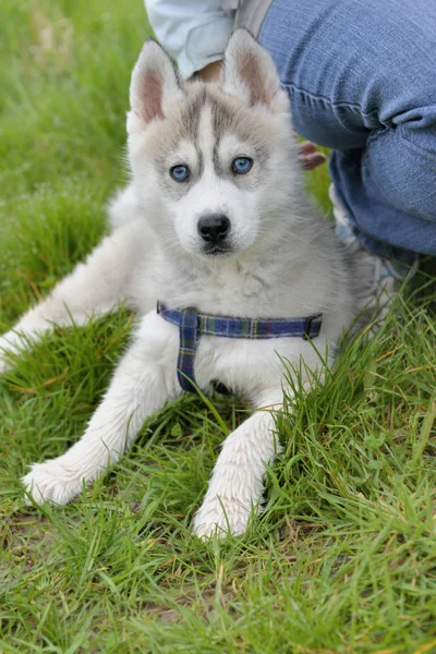 Cute puppy husky — Stock Photo, Image