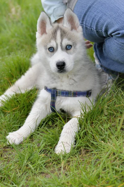 Słodkie szczeniak Husky — Zdjęcie stockowe