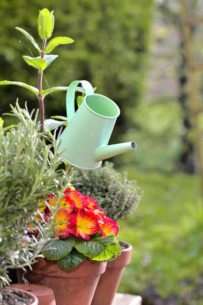 Potted plant and garden decoration — Stock Photo, Image