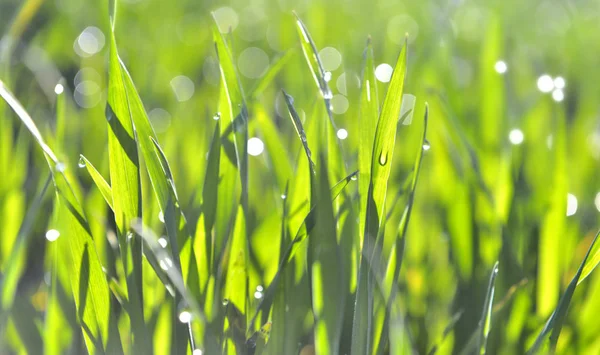 Trigo de hoja cubierto de rocío — Foto de Stock