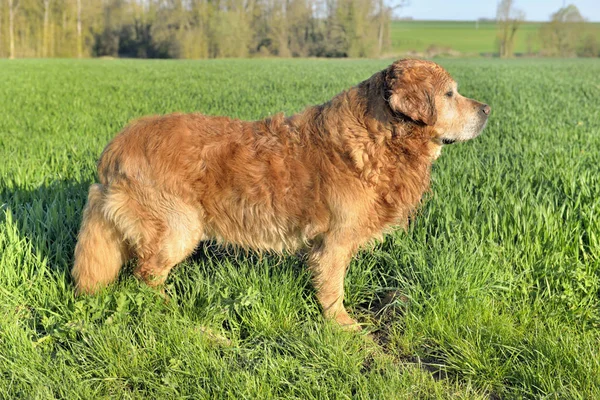 Golden retriever en un campo — Foto de Stock