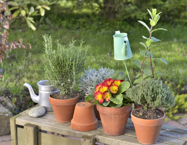 Fiori e piante aromatiche in vaso — Foto Stock