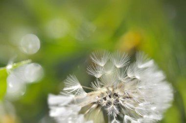karahindiba Özet görünümü