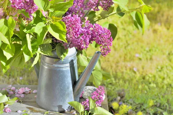 Flores frescas de lilás em uma lata — Fotografia de Stock