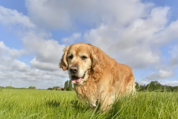 Köpek hareketli ileri yüz — Stok fotoğraf