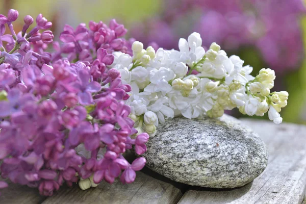 Rózsaszín és fehér lila virág — Stock Fotó