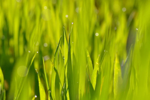 Blatt des grünen Weizens — Stockfoto