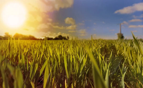 Пшеница растет в поле — стоковое фото