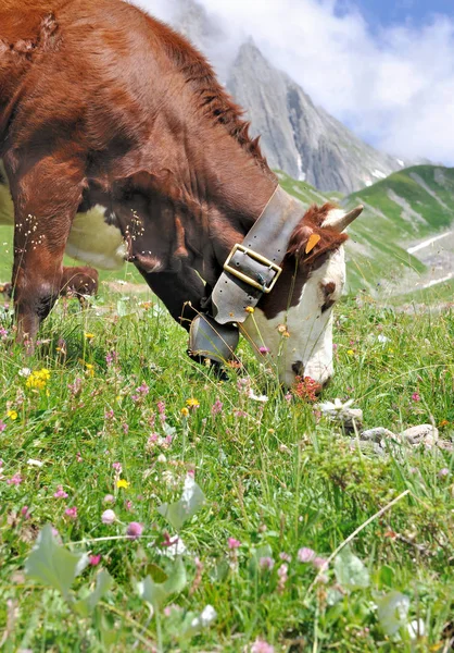 Ko betande i betesmark — Stockfoto