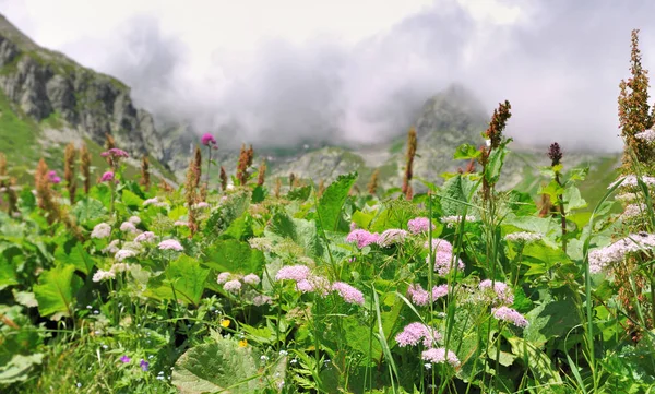 Prado floreciente bajo las nubes — Foto de Stock