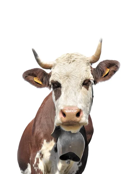 Portrait of white and brown cow — Stock Photo, Image