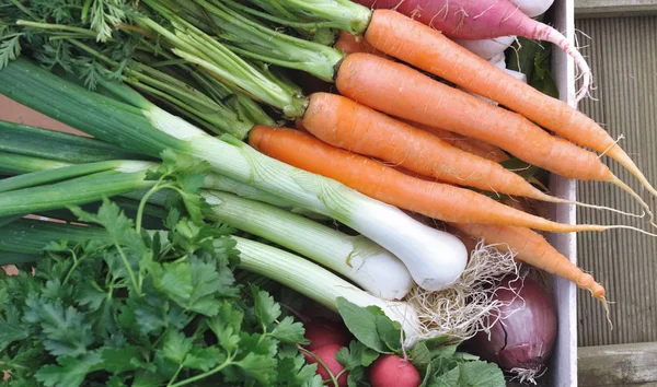 Gemüse im Tablett — Stockfoto