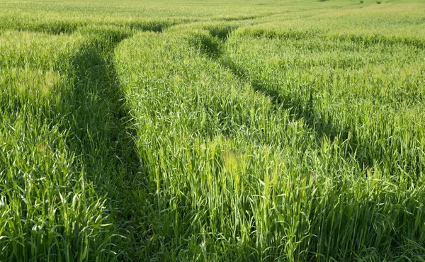 Green leaf of younf wheat — Stock Photo, Image