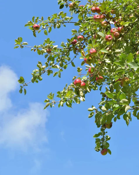 Branch of apple tree with red fruits growing on blue  sky backgr — Stock Photo, Image