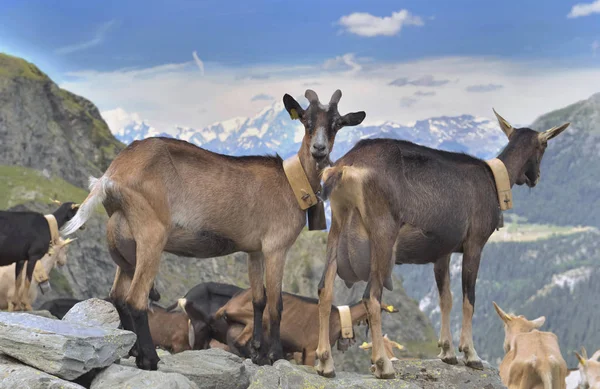 Молочні кози, що стоять на скелі в альпійській горі — стокове фото