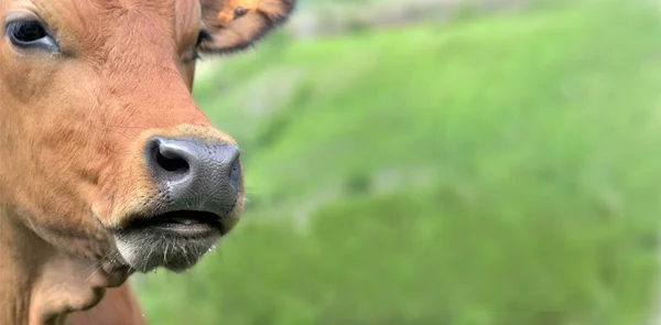 Portrét hnědé alpské krávy na zeleném pozadí v panoramatické velikosti — Stock fotografie
