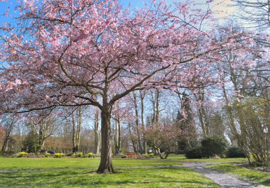 Güzel pembe süslemeli kiraz ağacı baharda bir parkta çiçek açıyor.
