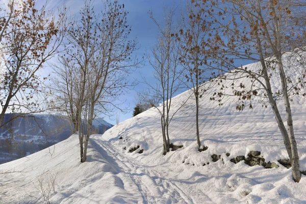 Sendero cubierto de nieve cruzando árboles bajo el soleado cielo azul en la montaña — Foto de Stock