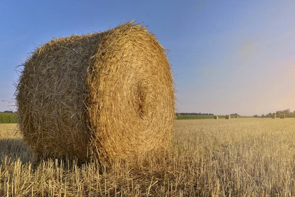 Straw bale  in a field under sunny blue sky — Stock Photo, Image