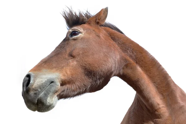 Portrait d'un cheval brun sur fond blanc — Photo