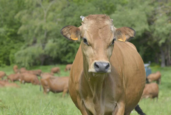 Ritratto di una bella mucca alpina bruna al pascolo — Foto Stock