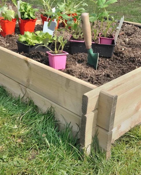 Kebun sayur persegi kecil dilakukan dengan papan dan bibit siap untuk menanam — Stok Foto