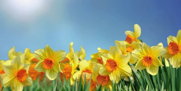 Fält av vackra påskliljor blommar under blå himmel — Stockfoto