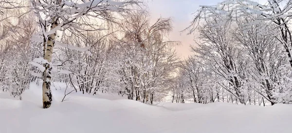 Beautiful forest covered with snow in winter on colorful sky — Stock Photo, Image