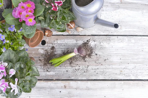 Вид сверху на цветочный горшок и гиацинт на садовый стол — стоковое фото