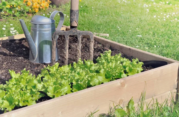 Sałata rośnie w małym ogrodzie warzywnym z deski — Zdjęcie stockowe