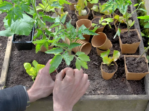 Bibit dalam pot gambut di kebun sayur persegi kecil yang dipegang oleh seorang tukang kebun — Stok Foto