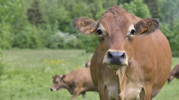 Vackert porträtt av brun ko på fjälläng — Stockfoto