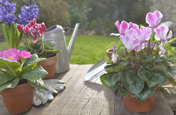 Vasos de flor e um em uma mesa de jardinagem em um jardim — Fotografia de Stock