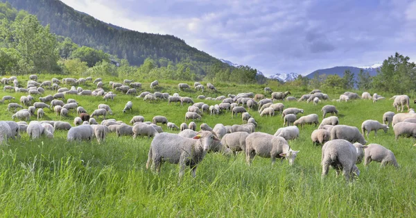 春天，高山绿地草地上的一群羊 — 图库照片