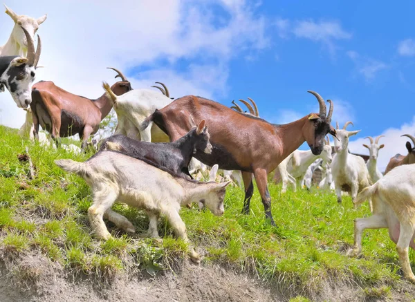 Rebanho de cabras em um prado com bebês — Fotografia de Stock