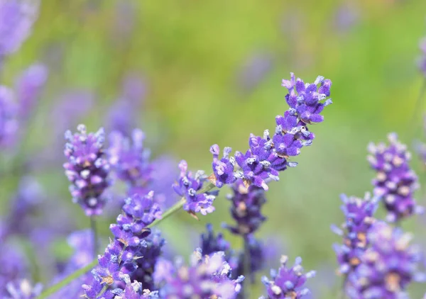 Sluiten op lavendel bloem bloeien op groene bacground in een tuin — Stockfoto