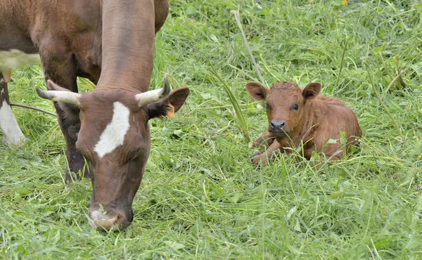 Маленький коричневый теленок, лежащий в траве рядом с коровой — стоковое фото