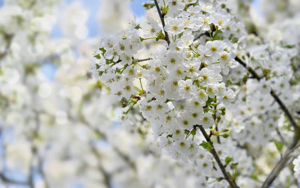 Ładne białe kwiaty wiśni wiosną — Zdjęcie stockowe