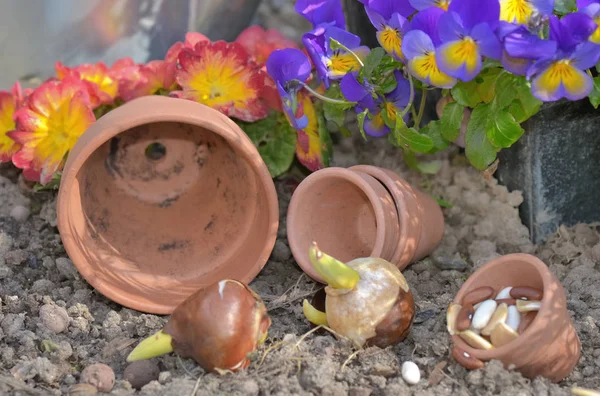 Vicino a bulbi di fiore e semi sul terreno in un giardino — Foto Stock