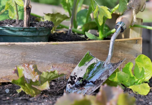 Fechar em uma ferramenta de jardinagem plantio no solo com mudas de salada — Fotografia de Stock