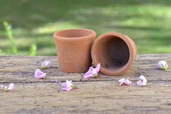 Маленькая терракотовая котта пустые цветочные горшки и лепестки цветок на доске в саду — стоковое фото