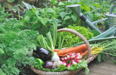 Bahçedeki bir sepet dolusu taze sebze hasat ediyor.