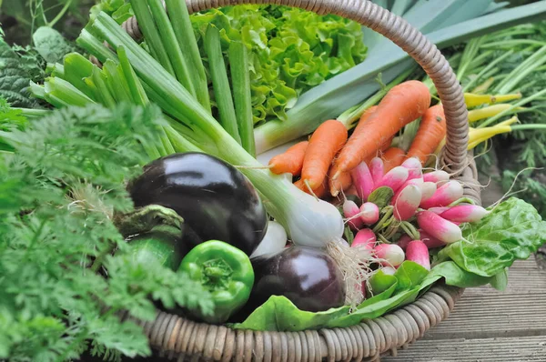 Mand in een tuin vol verse groenten net oogsten — Stockfoto
