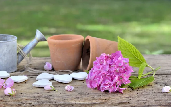 Flowerpots, watering can  and pink flower on  a wooden table in a garden — Stock Photo, Image