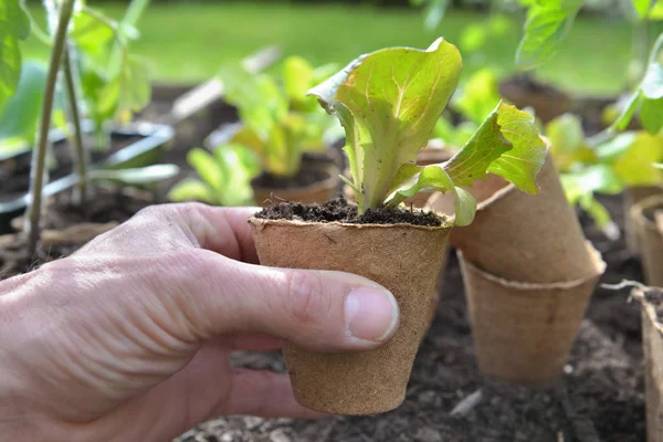 Tangan tukang kebun memegang bibit salad tumbuh dalam pot gambut — Stok Foto